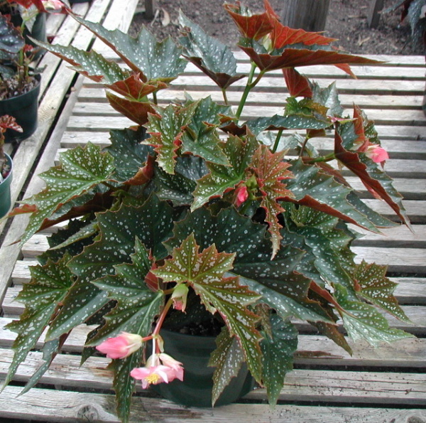 B. ‘La Bomba’